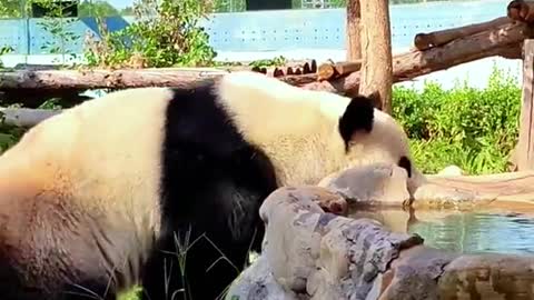 Giant pandas are round and lovely