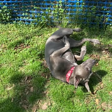 Really wants that smell