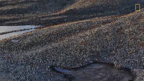 Go Inside an Antarctic 'City' of 400,000 King Penguins — Ep. 4 | Wildlife: Resurrection Island