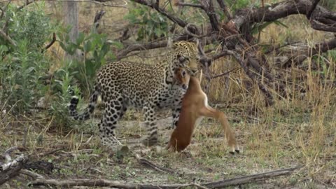 Ruthless Leopard Work Smart To Catch An Impala