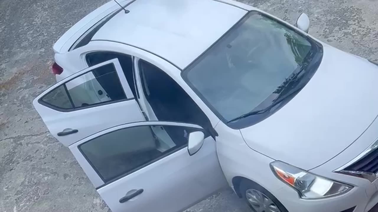 Black Bear Climbs Into Back Seat