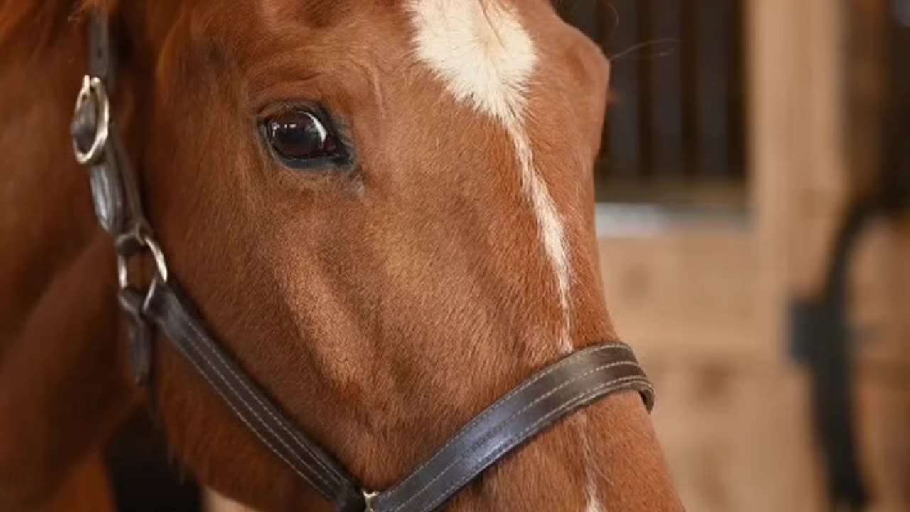 Horse from around the world