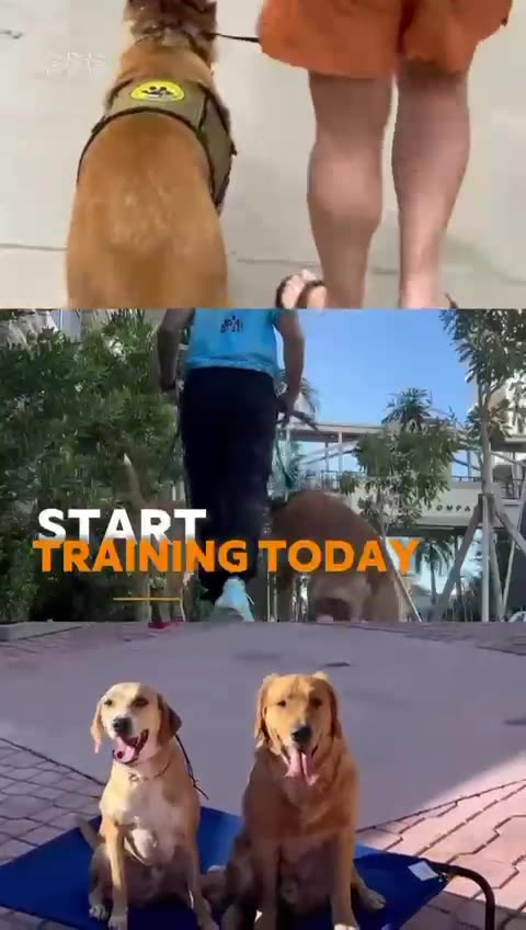 Your Ultimate Dog Training Resource in Pompano Beach