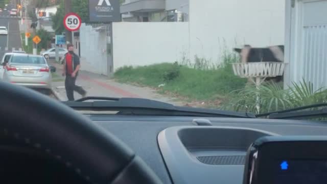 Cow Runs into Street and Knocks Over Motorcyclist