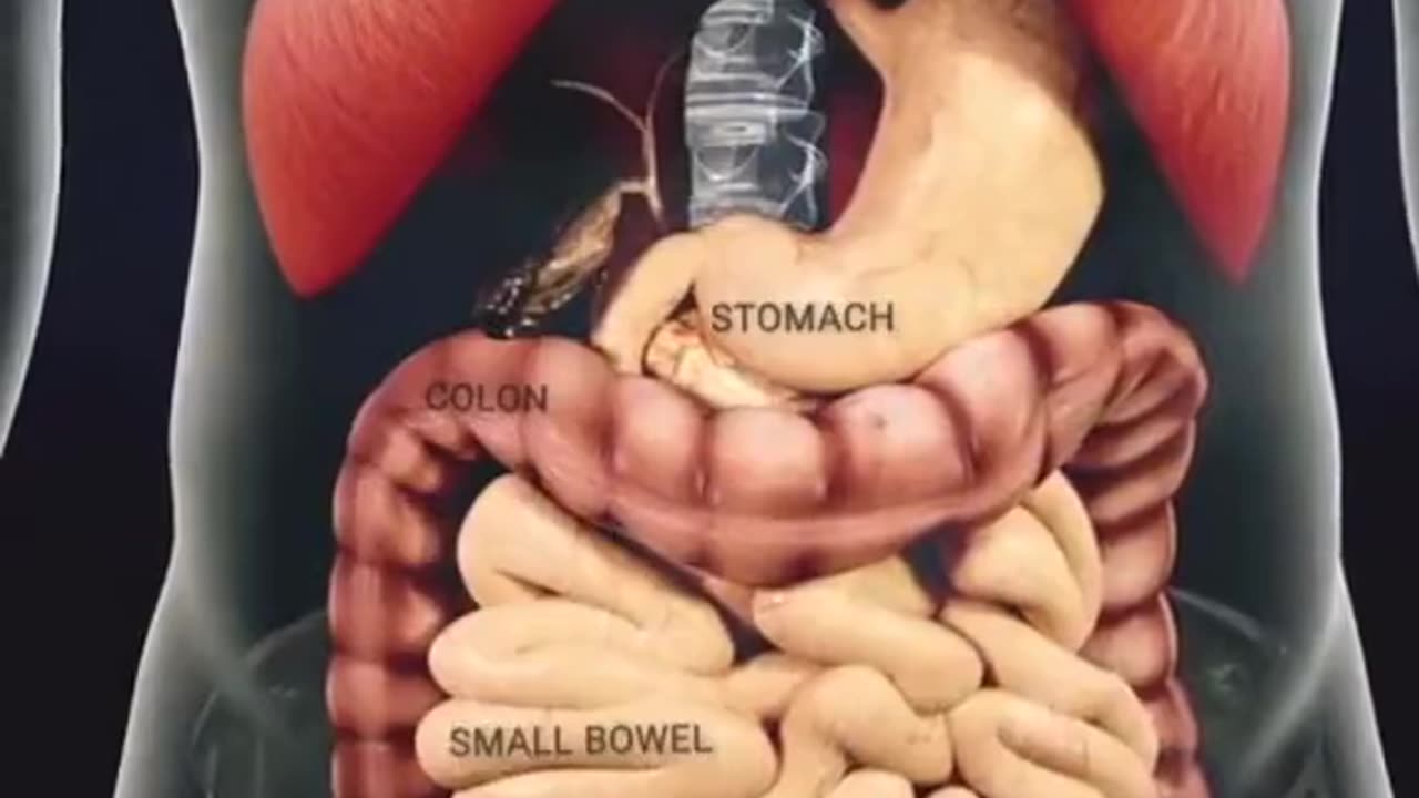 Digestive process