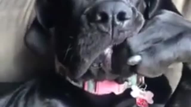 doggy sits in a very distinguished manner