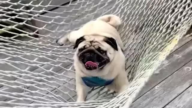 Puppies loves the swing