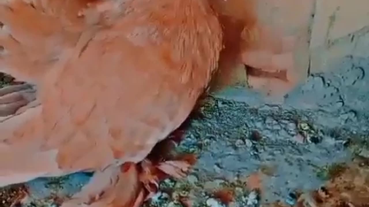 Birds