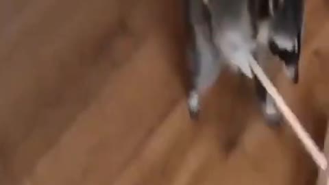 Funny racoon video