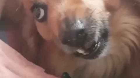 2024 Extremely funny animals, Funny animals Hub, animals funny , cool funny animals 😆, funny animals life
