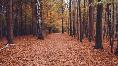 Enchanting Autumn Forests with Beautiful Piano Music