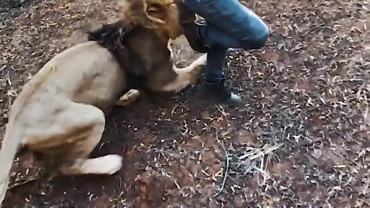 The king playing with owner