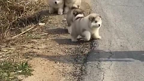 Funny Cats Dogs