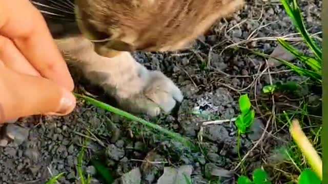 Cat Eating Grass Live on Camera