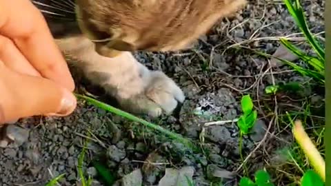 Cat Eating Grass Live on Camera