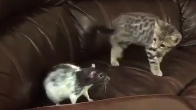 Hunter cat and small mouse