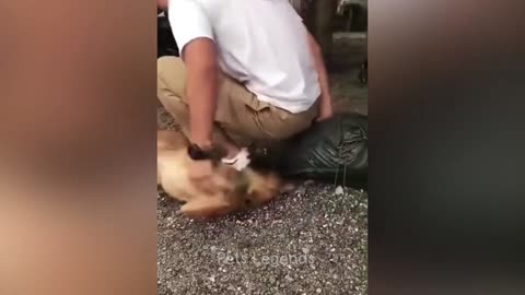 Animais mais engraçados 😅 Novos vídeos engraçados de cães e gatos 😸🐶 Parte 1