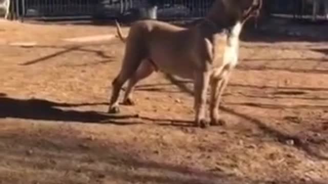 The most dangerous dog in the world