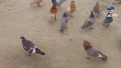 nayab kabutar - Farhan bhai 108 k lariyan k Pigeon - Zahid bullet Gola Kabootar - Colorful kabootar