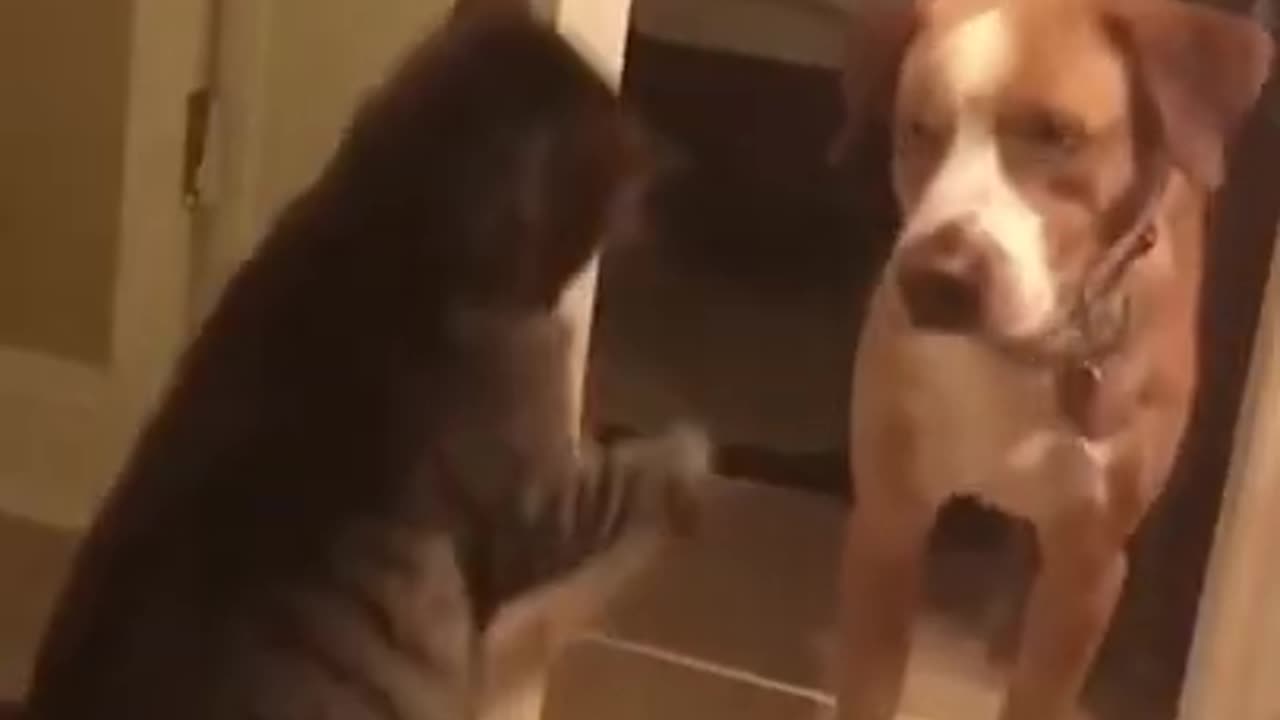 funny cat slap dog😂😂🤣 and close door