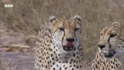 Greatest Fights in the Animal Kingdom