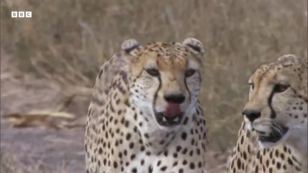 Greatest Fights in the Animal Kingdom