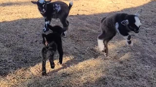 These kids already have bounce & personality