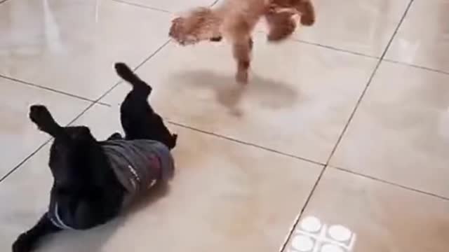 Cute And Funny Dog