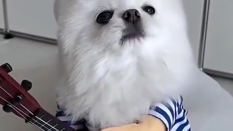 Have you ever seen a dog play the guitar? 😅 Like, leave your comments, and subscribe to our channel to see more funny videos!