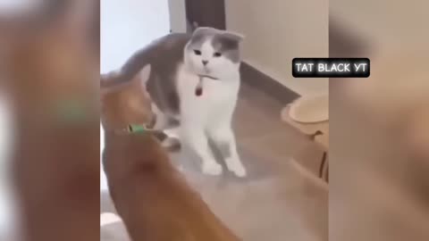 Funny Cat Video | try not to laugh