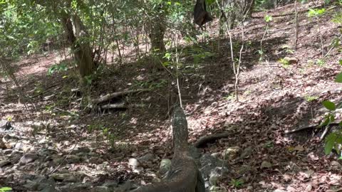 How Dragons Catch Baby Bats That Fall From Trees