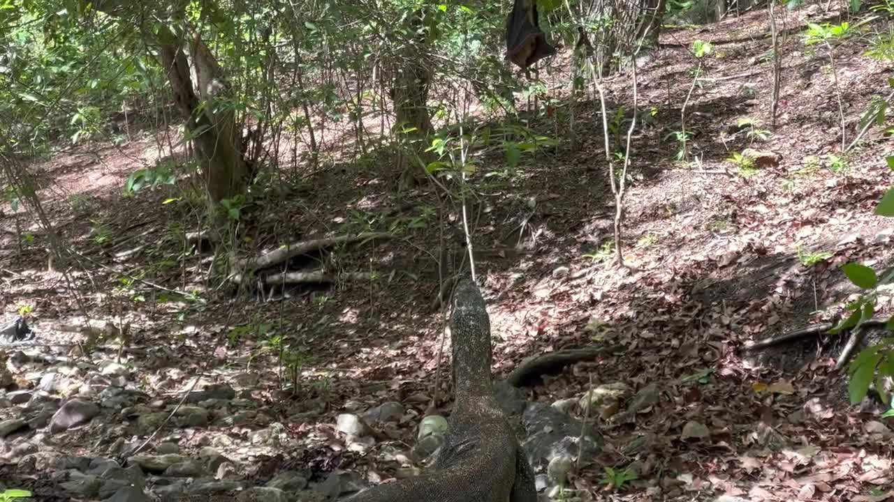 How Dragons Catch Baby Bats That Fall From Trees