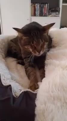 Estos 3 hermanitos ciegos abandonados no paraban de llorar tras casi ser separados para siempre