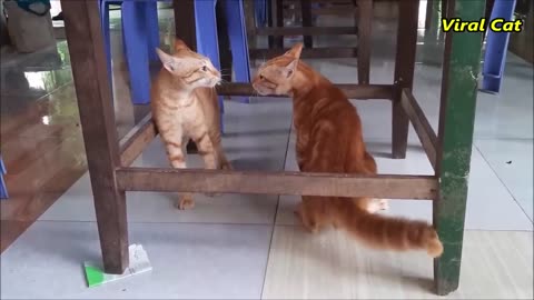 Cats Fighting and Meowing - These Two are Bloody Brothers | 25MED