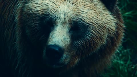 Cute animal