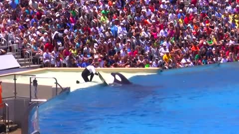 Seaworld SHAMU Killer Whale Show