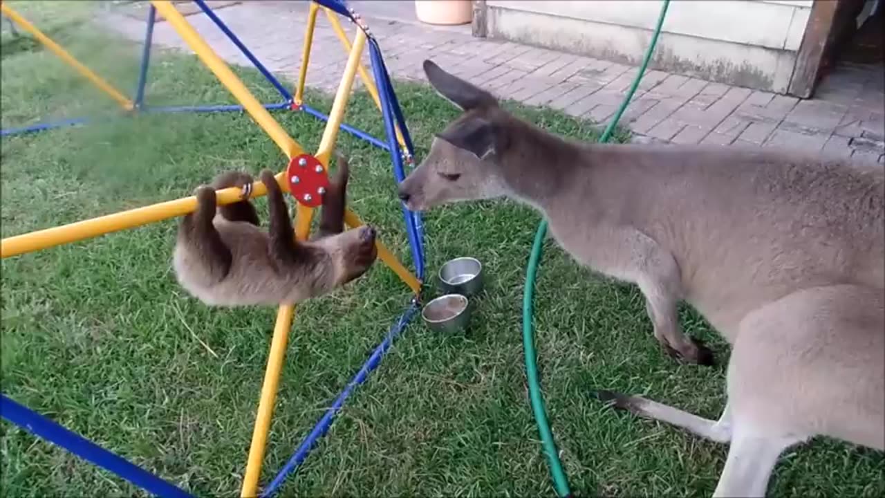 Baby sloths being sloths