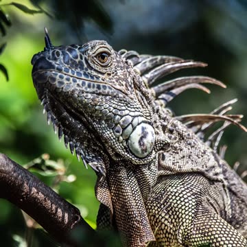 DO YOU THINK HE LOOKS LIKE A DRAGON?🔥😮