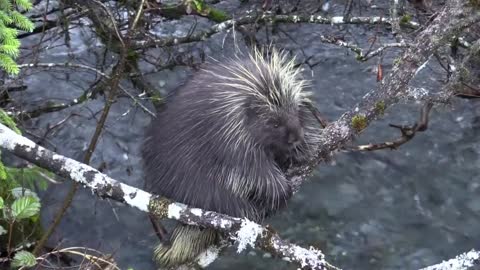 A porcupine has a strange shape that almost fell into the river