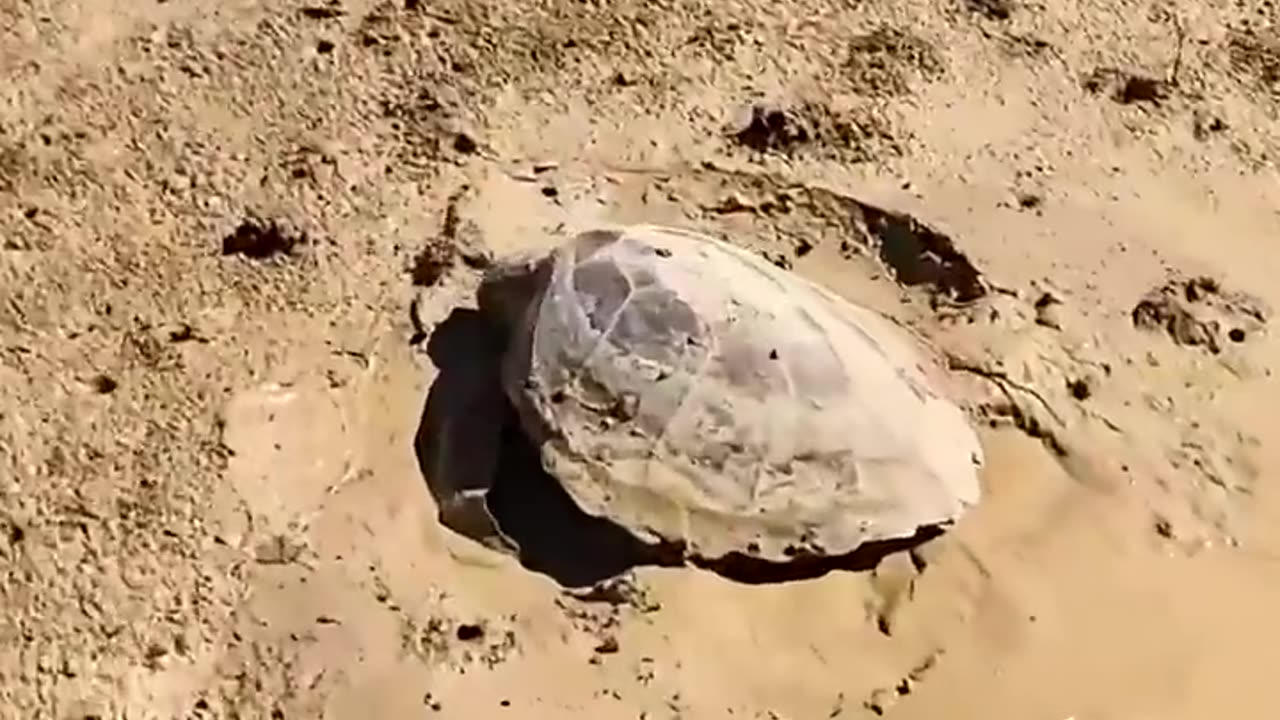 Sea turtle stuck