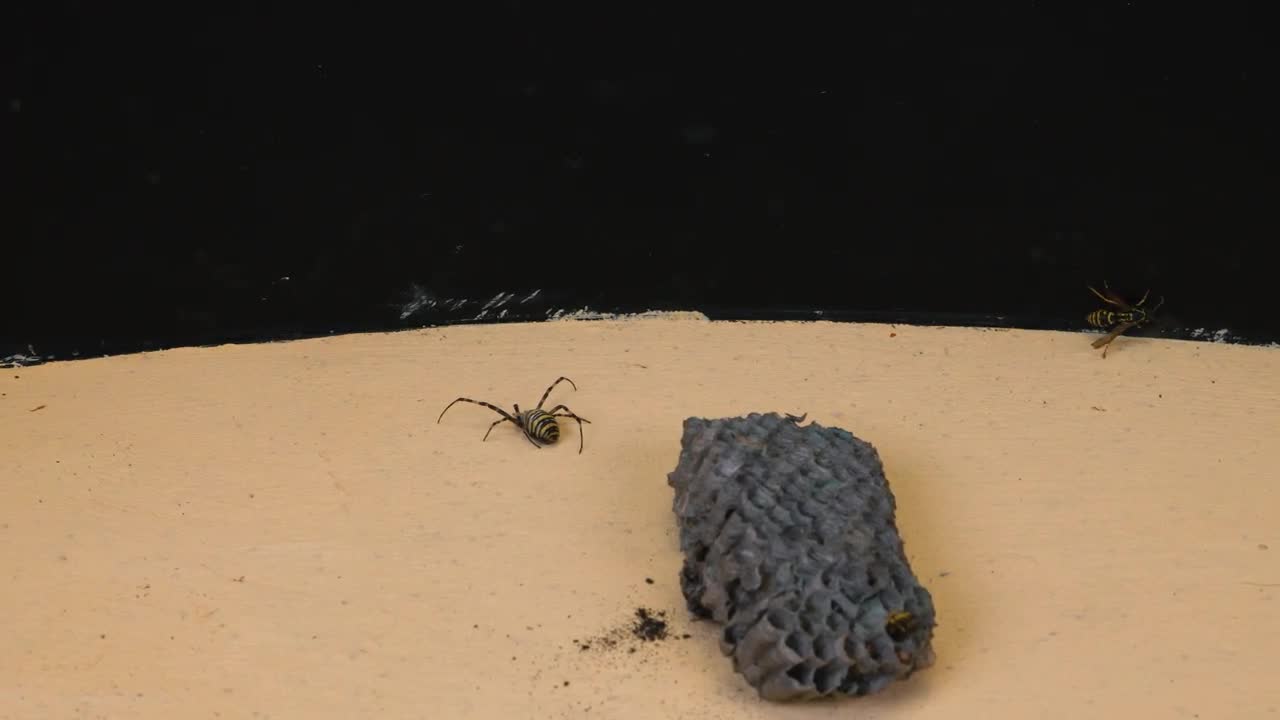 THE BRUTAL BATTLE OF THE WASP SPIDER AND WASPS FROM THE WASP NEST! [Live feeding!]-18