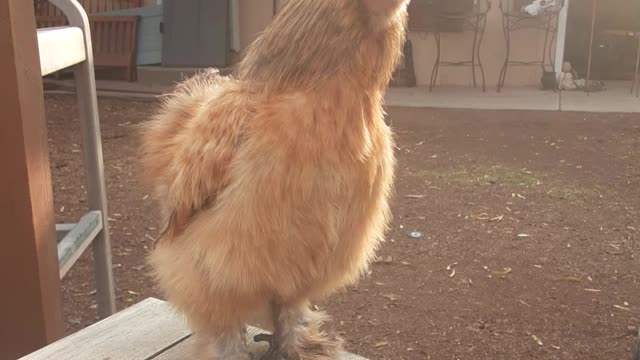 Golden Silkie rooster "Phoenix" video debut.