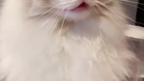 Cat video