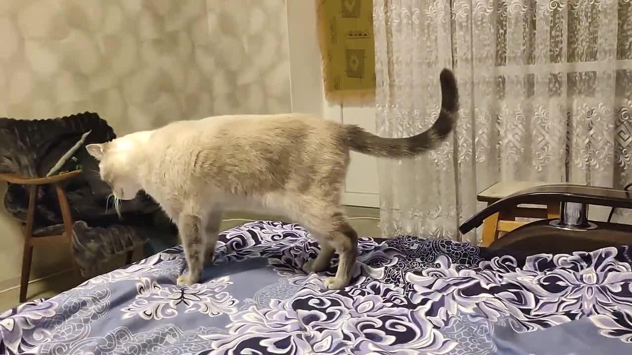 Cat battle , Битва котов.