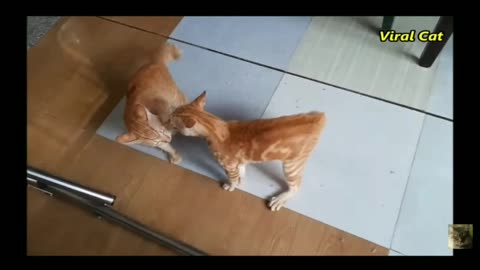 Cats fighting and mewing - these two are bloody Brothers