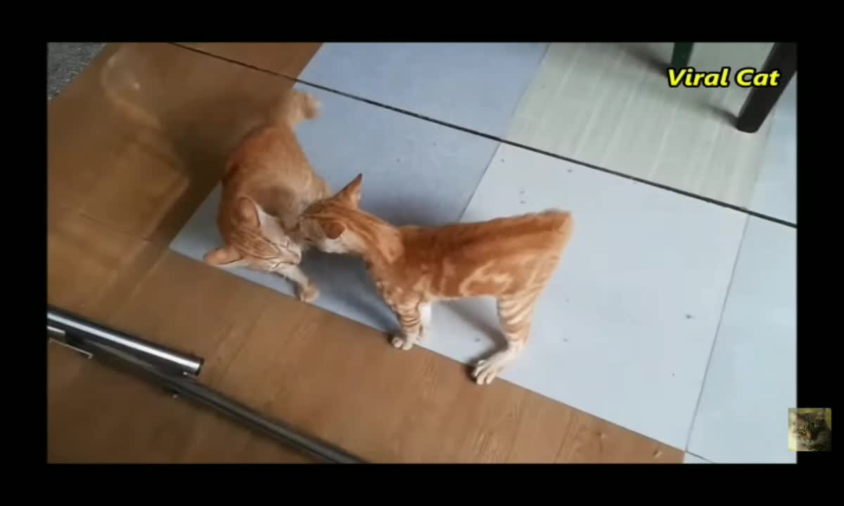 Cats fighting and mewing - these two are bloody Brothers