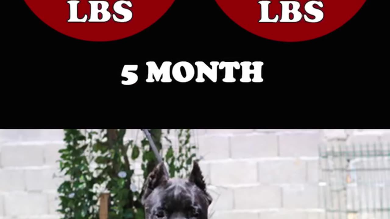 How much should my cane corso weight?