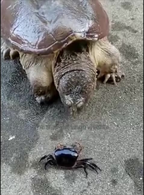 Where did the crab go?