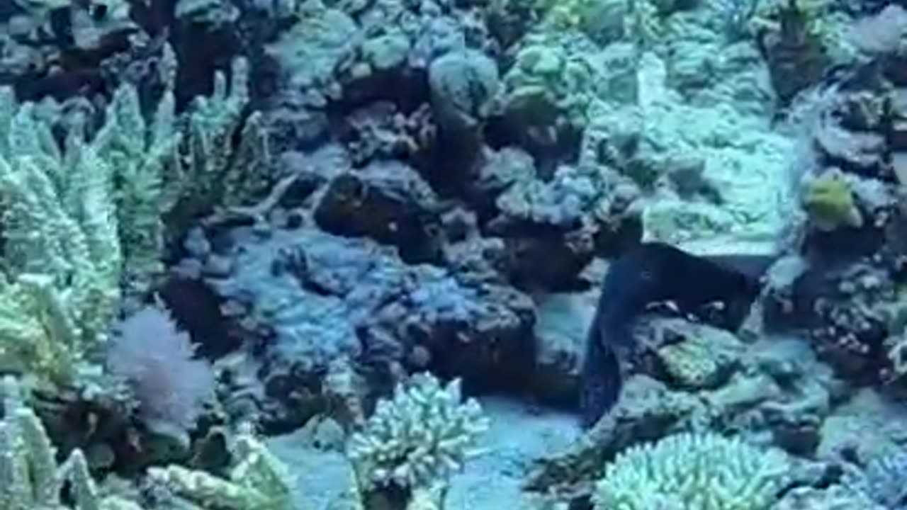 Beautiful Moray Eel Fish #shorts #viral #shortsvideo #video