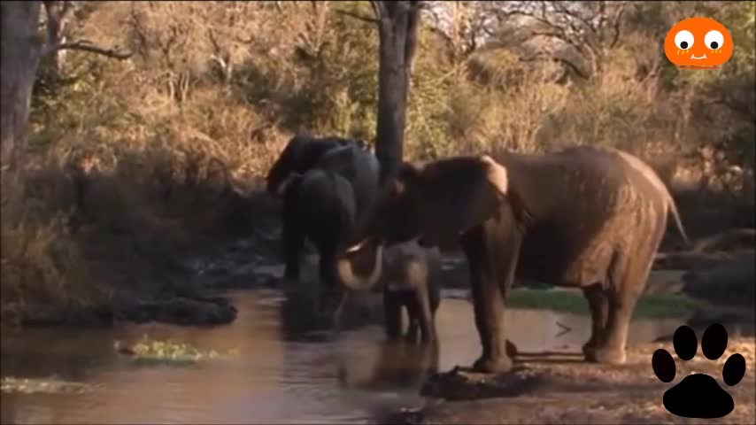 family of elephants